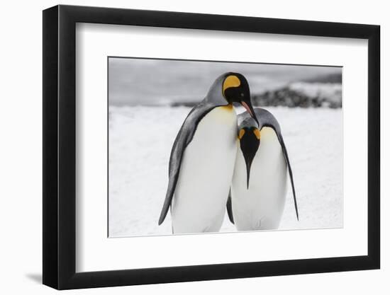 South Georgia Island, Salisbury, Plain, King Penguins-Hollice Looney-Framed Photographic Print