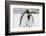 South Georgia Island, Salisbury, Plain, King Penguins-Hollice Looney-Framed Photographic Print