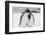 South Georgia Island, Salisbury, Plain, King Penguins-Hollice Looney-Framed Photographic Print