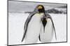 South Georgia Island, Salisbury, Plain, King Penguins-Hollice Looney-Mounted Photographic Print