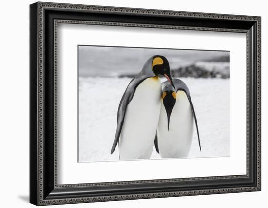 South Georgia Island, Salisbury, Plain, King Penguins-Hollice Looney-Framed Photographic Print