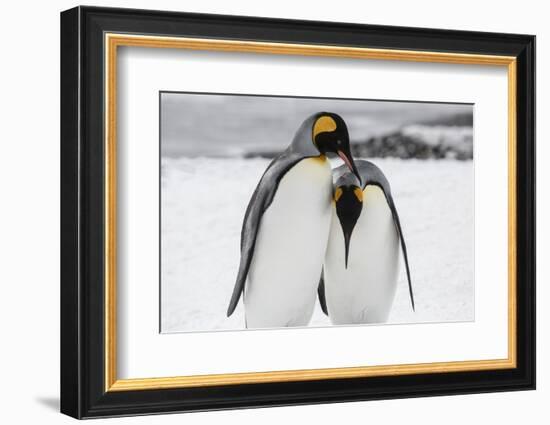 South Georgia Island, Salisbury, Plain, King Penguins-Hollice Looney-Framed Photographic Print