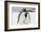 South Georgia Island, Salisbury, Plain, King Penguins-Hollice Looney-Framed Photographic Print