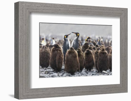 South Georgia Island, Salisbury Plains. Adult King Penguins Amid Juveniles During Rainstorm-Jaynes Gallery-Framed Photographic Print