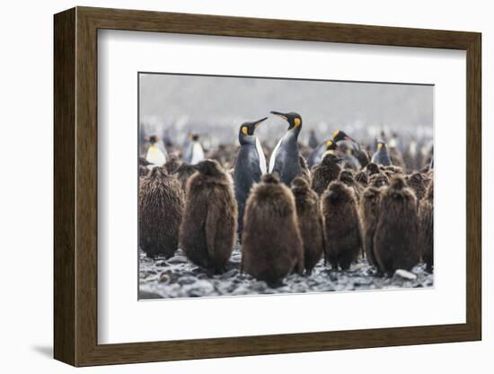 South Georgia Island, Salisbury Plains. Adult King Penguins Amid Juveniles During Rainstorm-Jaynes Gallery-Framed Photographic Print