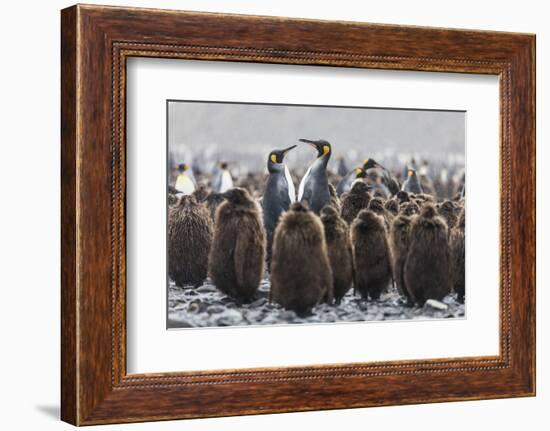 South Georgia Island, Salisbury Plains. Adult King Penguins Amid Juveniles During Rainstorm-Jaynes Gallery-Framed Photographic Print