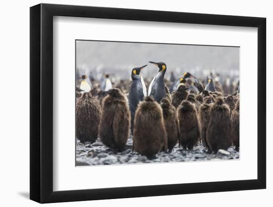 South Georgia Island, Salisbury Plains. Adult King Penguins Amid Juveniles During Rainstorm-Jaynes Gallery-Framed Photographic Print