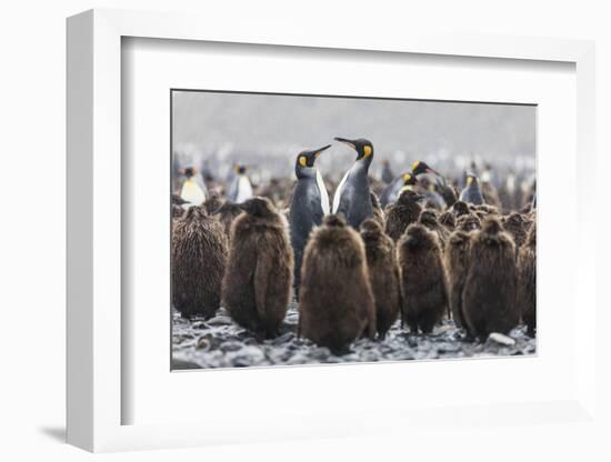 South Georgia Island, Salisbury Plains. Adult King Penguins Amid Juveniles During Rainstorm-Jaynes Gallery-Framed Photographic Print