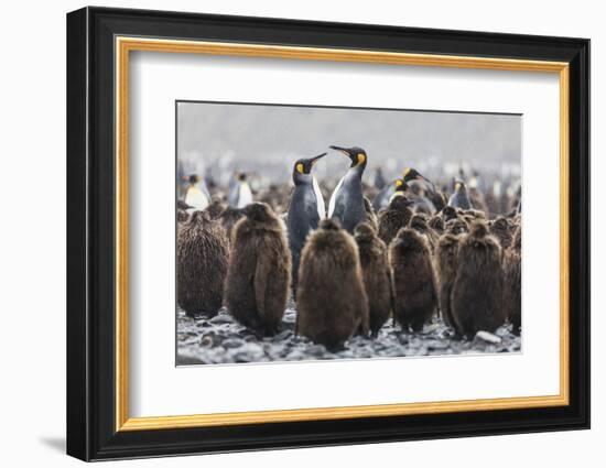 South Georgia Island, Salisbury Plains. Adult King Penguins Amid Juveniles During Rainstorm-Jaynes Gallery-Framed Photographic Print