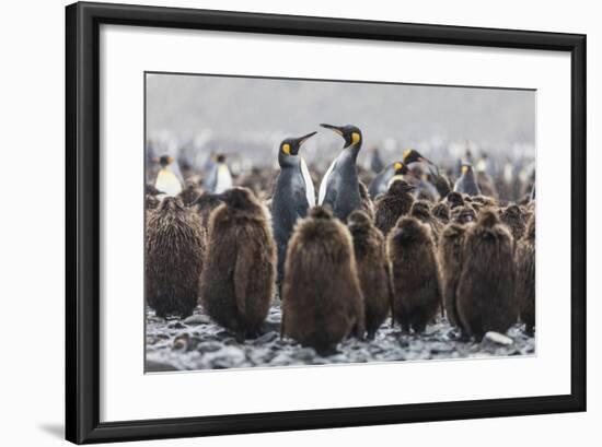 South Georgia Island, Salisbury Plains. Adult King Penguins Amid Juveniles During Rainstorm-Jaynes Gallery-Framed Photographic Print