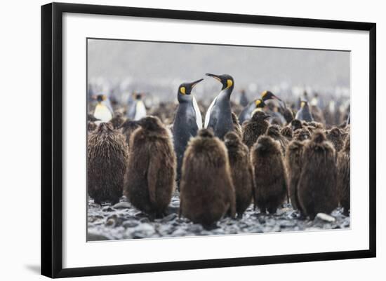 South Georgia Island, Salisbury Plains. Adult King Penguins Amid Juveniles During Rainstorm-Jaynes Gallery-Framed Photographic Print