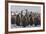 South Georgia Island, Salisbury Plains. Adult King Penguins Amid Juveniles During Rainstorm-Jaynes Gallery-Framed Photographic Print