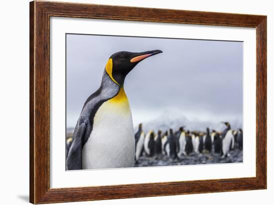 South Georgia Island, Salisbury Plains. Close-Up of King Penguin-Jaynes Gallery-Framed Photographic Print