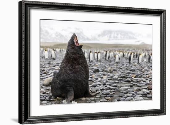 South Georgia Island, Salisbury Plains. Fur Seal Makes Warning Call to Protect His Territory-Jaynes Gallery-Framed Photographic Print