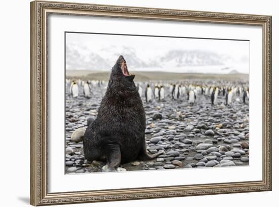 South Georgia Island, Salisbury Plains. Fur Seal Makes Warning Call to Protect His Territory-Jaynes Gallery-Framed Photographic Print