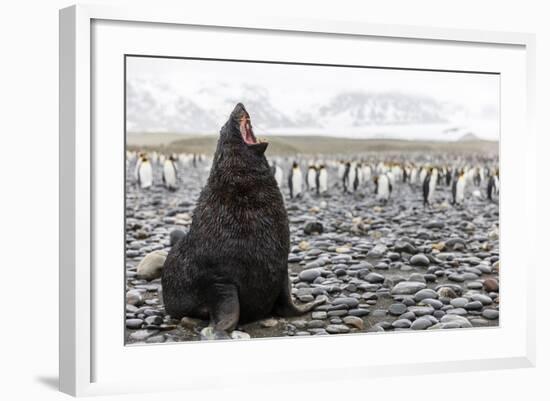 South Georgia Island, Salisbury Plains. Fur Seal Makes Warning Call to Protect His Territory-Jaynes Gallery-Framed Photographic Print