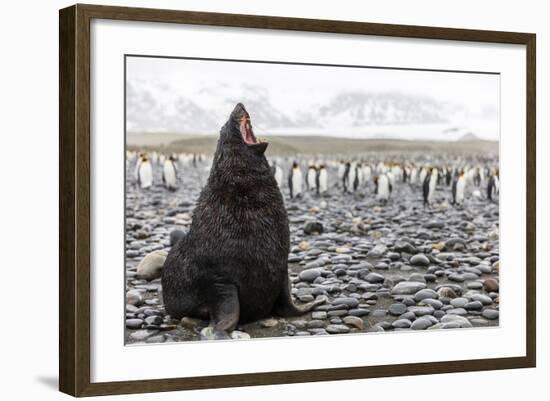 South Georgia Island, Salisbury Plains. Fur Seal Makes Warning Call to Protect His Territory-Jaynes Gallery-Framed Photographic Print