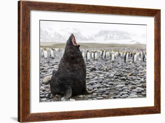 South Georgia Island, Salisbury Plains. Fur Seal Makes Warning Call to Protect His Territory-Jaynes Gallery-Framed Photographic Print