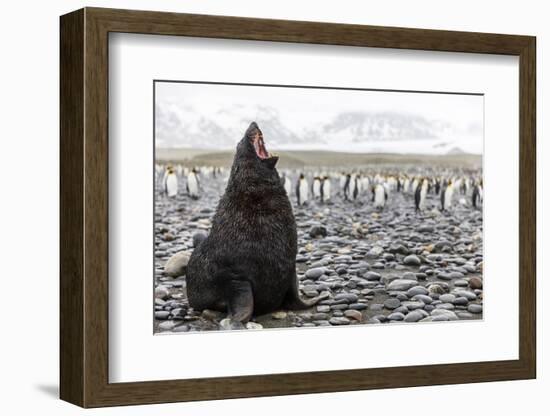 South Georgia Island, Salisbury Plains. Fur Seal Makes Warning Call to Protect His Territory-Jaynes Gallery-Framed Photographic Print