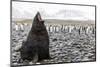 South Georgia Island, Salisbury Plains. Fur Seal Makes Warning Call to Protect His Territory-Jaynes Gallery-Mounted Photographic Print