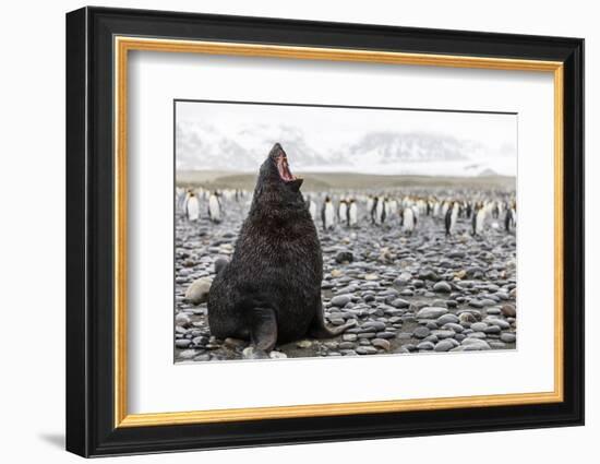 South Georgia Island, Salisbury Plains. Fur Seal Makes Warning Call to Protect His Territory-Jaynes Gallery-Framed Photographic Print