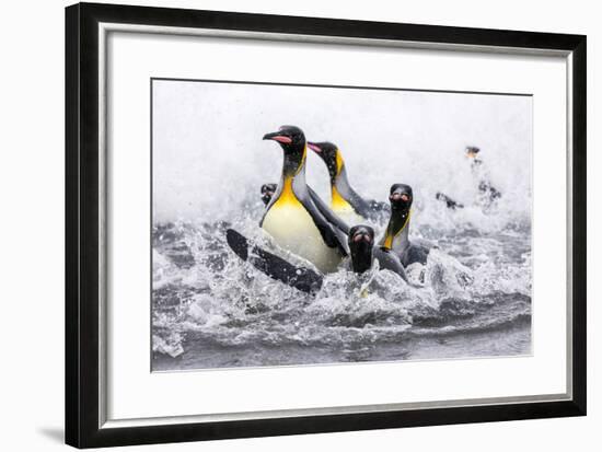 South Georgia Island, Salisbury Plains. Group of King Penguins Emerge onto Shore-Jaynes Gallery-Framed Photographic Print