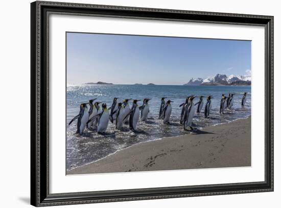 South Georgia Island, Salisbury Plains. Group of King Penguins on Beach-Jaynes Gallery-Framed Photographic Print