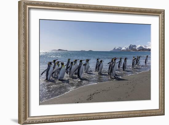 South Georgia Island, Salisbury Plains. Group of King Penguins on Beach-Jaynes Gallery-Framed Photographic Print