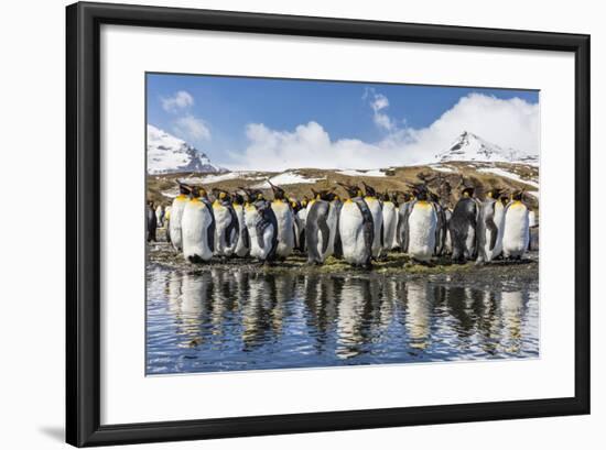 South Georgia Island, Salisbury Plains. Group of Molting King Penguins Reflect in Stream-Jaynes Gallery-Framed Photographic Print