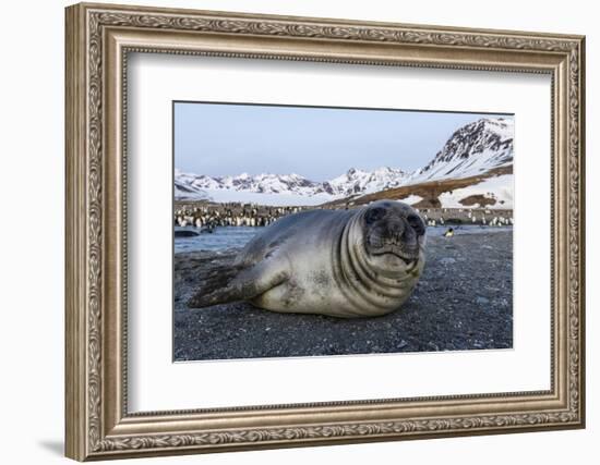 South Georgia Island, St. Andrew's Bay. Close-Up of Elephant Seal Pup on Beach-Jaynes Gallery-Framed Photographic Print