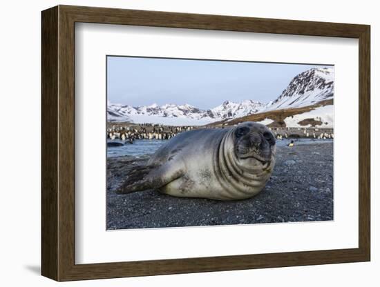 South Georgia Island, St. Andrew's Bay. Close-Up of Elephant Seal Pup on Beach-Jaynes Gallery-Framed Photographic Print