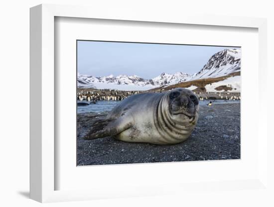 South Georgia Island, St. Andrew's Bay. Close-Up of Elephant Seal Pup on Beach-Jaynes Gallery-Framed Photographic Print