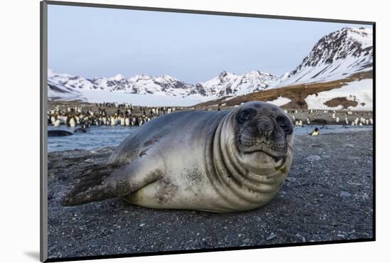 South Georgia Island, St. Andrew's Bay. Close-Up of Elephant Seal Pup on Beach-Jaynes Gallery-Mounted Photographic Print