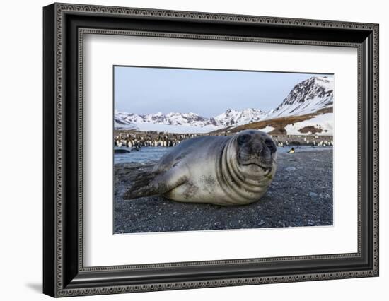 South Georgia Island, St. Andrew's Bay. Close-Up of Elephant Seal Pup on Beach-Jaynes Gallery-Framed Photographic Print