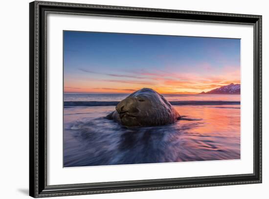 South Georgia Island, St. Andrew's Bay. Elephant Seal in Beach Surf at Sunrise-Jaynes Gallery-Framed Photographic Print