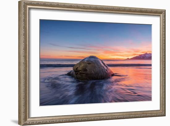 South Georgia Island, St. Andrew's Bay. Elephant Seal in Beach Surf at Sunrise-Jaynes Gallery-Framed Photographic Print