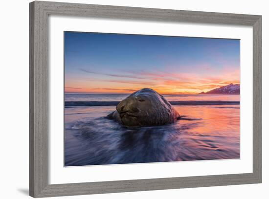 South Georgia Island, St. Andrew's Bay. Elephant Seal in Beach Surf at Sunrise-Jaynes Gallery-Framed Photographic Print