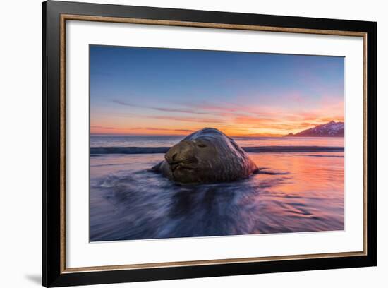 South Georgia Island, St. Andrew's Bay. Elephant Seal in Beach Surf at Sunrise-Jaynes Gallery-Framed Photographic Print