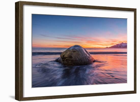 South Georgia Island, St. Andrew's Bay. Elephant Seal in Beach Surf at Sunrise-Jaynes Gallery-Framed Photographic Print