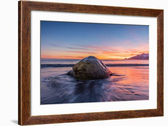 South Georgia Island, St. Andrew's Bay. Elephant Seal in Beach Surf at Sunrise-Jaynes Gallery-Framed Photographic Print