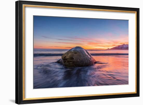 South Georgia Island, St. Andrew's Bay. Elephant Seal in Beach Surf at Sunrise-Jaynes Gallery-Framed Photographic Print