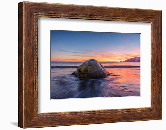 South Georgia Island, St. Andrew's Bay. Elephant Seal in Beach Surf at Sunrise-Jaynes Gallery-Framed Photographic Print