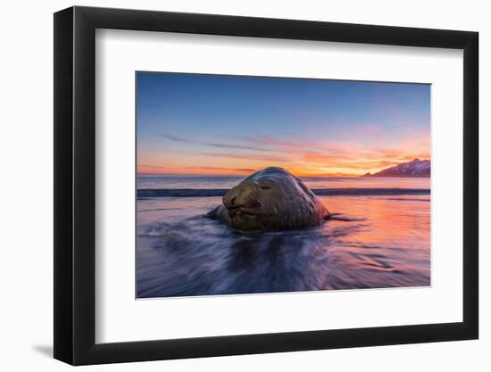 South Georgia Island, St. Andrew's Bay. Elephant Seal in Beach Surf at Sunrise-Jaynes Gallery-Framed Photographic Print