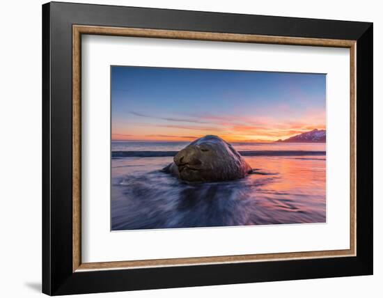 South Georgia Island, St. Andrew's Bay. Elephant Seal in Beach Surf at Sunrise-Jaynes Gallery-Framed Photographic Print