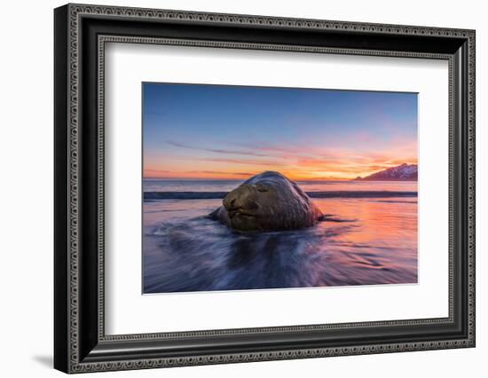 South Georgia Island, St. Andrew's Bay. Elephant Seal in Beach Surf at Sunrise-Jaynes Gallery-Framed Photographic Print