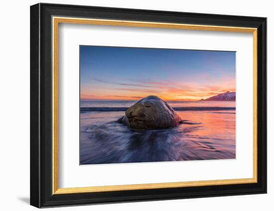 South Georgia Island, St. Andrew's Bay. Elephant Seal in Beach Surf at Sunrise-Jaynes Gallery-Framed Photographic Print