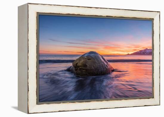 South Georgia Island, St. Andrew's Bay. Elephant Seal in Beach Surf at Sunrise-Jaynes Gallery-Framed Premier Image Canvas