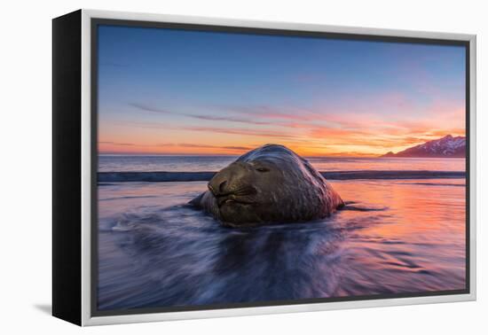 South Georgia Island, St. Andrew's Bay. Elephant Seal in Beach Surf at Sunrise-Jaynes Gallery-Framed Premier Image Canvas