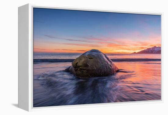 South Georgia Island, St. Andrew's Bay. Elephant Seal in Beach Surf at Sunrise-Jaynes Gallery-Framed Premier Image Canvas