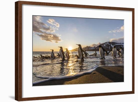 South Georgia Island, St. Andrew's Bay. King Penguins on Beach at Sunrise-Jaynes Gallery-Framed Photographic Print